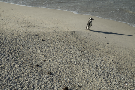 Penguins beach in cape townの写真素材