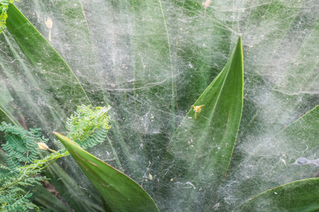 Tropical plant with spider web