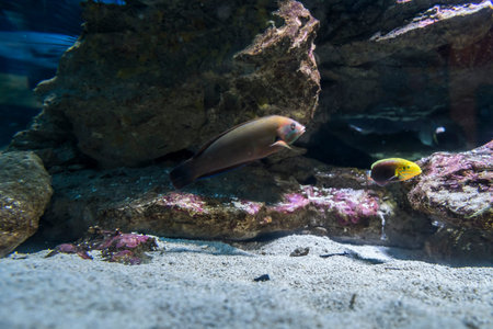 Colorful fish in the aquarium