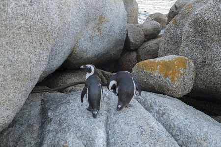 Penguins beach in cape townの写真素材
