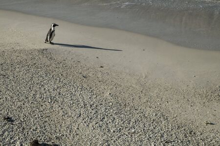 Penguins beach in cape townの写真素材