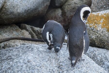 Penguins beach in cape townの写真素材