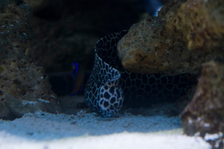 Sea eel among rocks under water