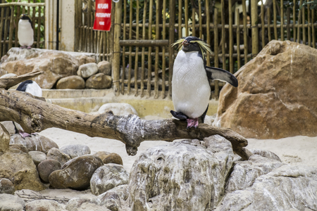 Madagascar pinguinの写真素材
