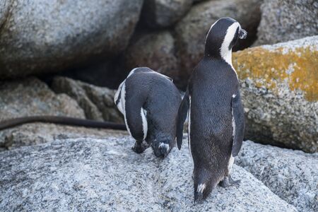 Penguins beach in cape townの写真素材