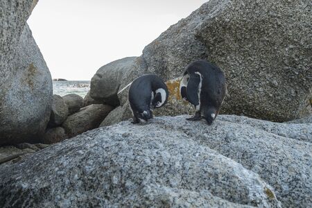 Penguins beach in cape townの写真素材