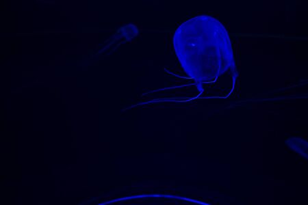 Jellyfish with blue tonesの写真素材