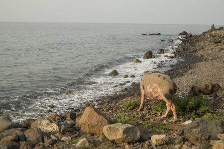 Pig to walk by the seaの写真素材