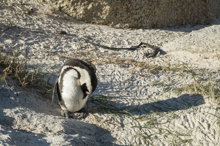Penguins beach in cape townの写真素材