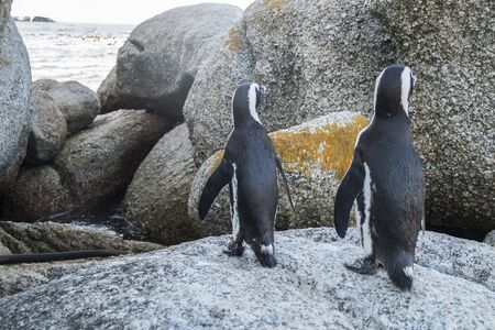 Penguins beach in cape townの写真素材