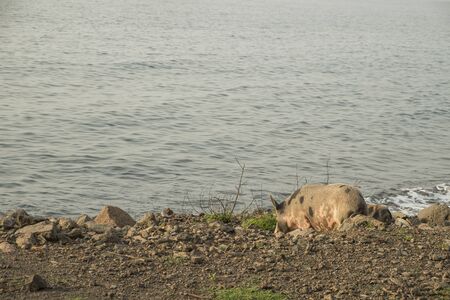 Pig to walk by the seaの写真素材