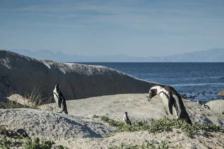 Penguins beach in cape townの写真素材