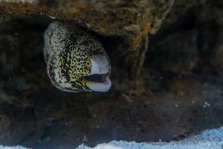 Sea eel among rocks under water
