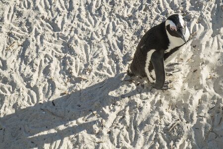 Penguins beach in cape townの写真素材