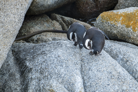 Penguins beach in cape townの写真素材