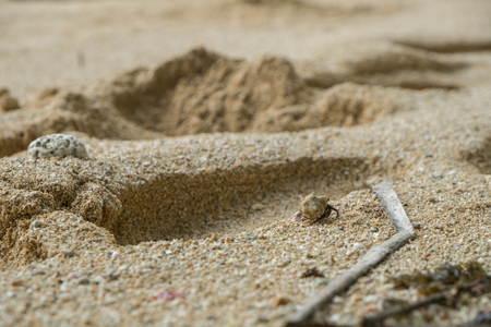 Sea snail on sand with green leafの写真素材