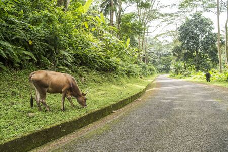 Cow eating at the roadsideの写真素材