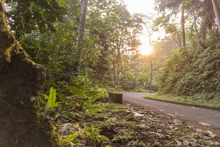Road crossing the African forest of Sao Tomeの写真素材