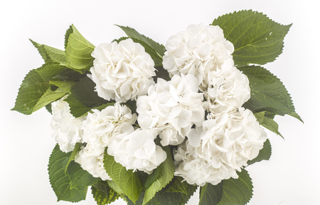 wild white roses isolatedの写真素材