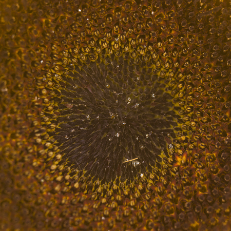 extreme close up of annual sunflowersの写真素材