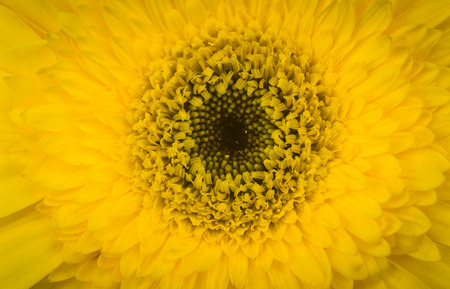 Close up of yellow daisiesの写真素材