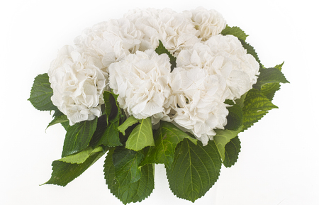 White wild roses isolated on white backgroundの写真素材