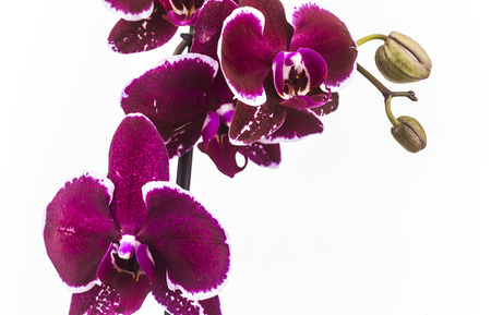 moth orchid with white background isolatedの写真素材