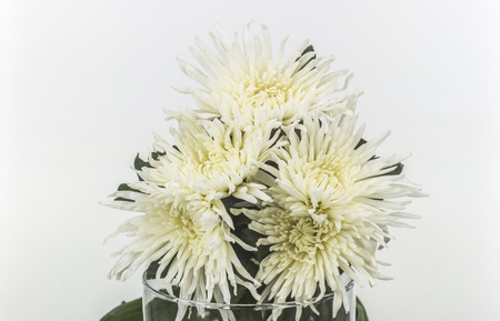 white daisiesの写真素材