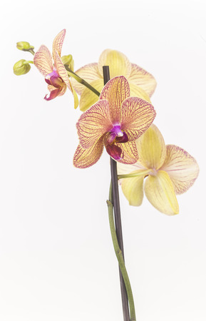 moth orchid with white background isolatedの写真素材