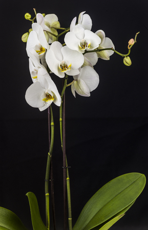oriental lily isolatedの写真素材