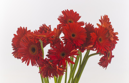 red transvaal daisies isolatedの写真素材