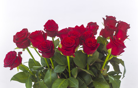 red roses isolatedの写真素材