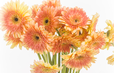 transvaal daisies isolatedの写真素材
