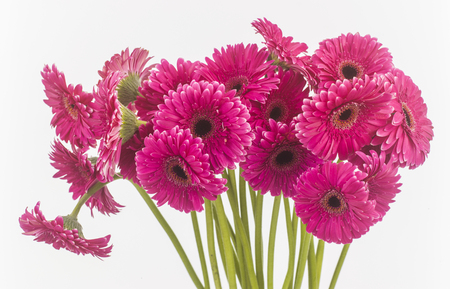 transvaal daisies isolated pinkの写真素材