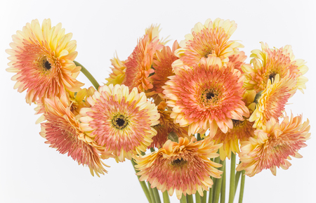 transvaal daisies isolatedの写真素材