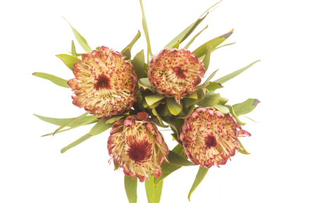 Transvaal daisiesの写真素材