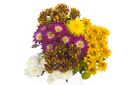group of daisiesの写真素材