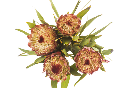 Transvaal daisiesの写真素材