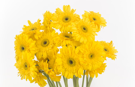 transvaal daisies isolatedの写真素材
