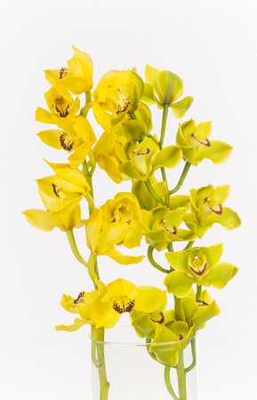 yellow orchidsの写真素材