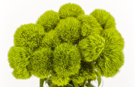 southern green globe thistle isolatedの写真素材