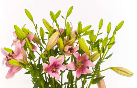 pink liliesの写真素材