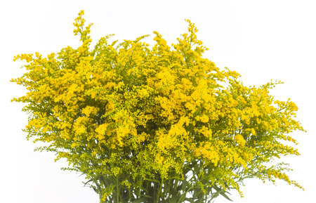 koelreuteria yellowの写真素材
