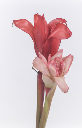 daylilies isolatedの写真素材
