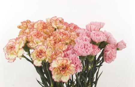 wild roses pink and yellowの写真素材