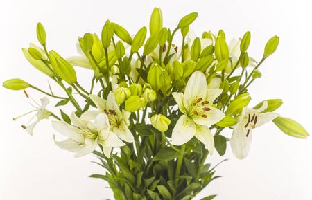 white liliesの写真素材