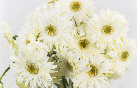 white transvaal daisiesの写真素材