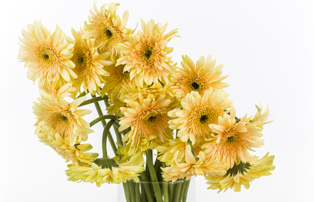pot marigolds isolatedの写真素材