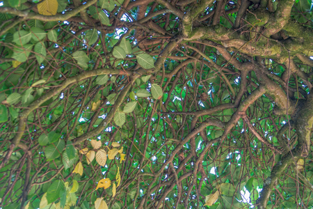 Tree branches with foliage seen from belowの写真素材