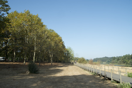 Wood path in the forestの写真素材